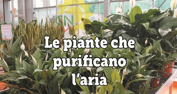 Piante da appartamento che depurano l'aria