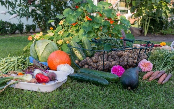 coltivare in giardino