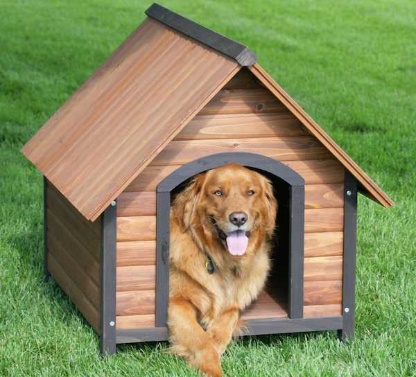 Come costruire una cuccia per cani