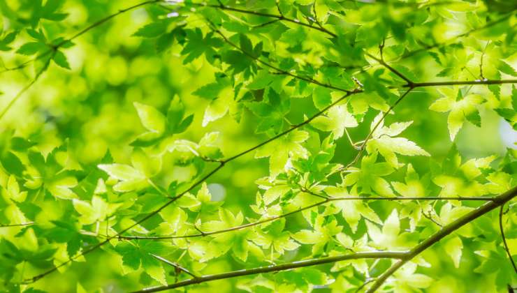 Ombra in giardino: per quali piante optare