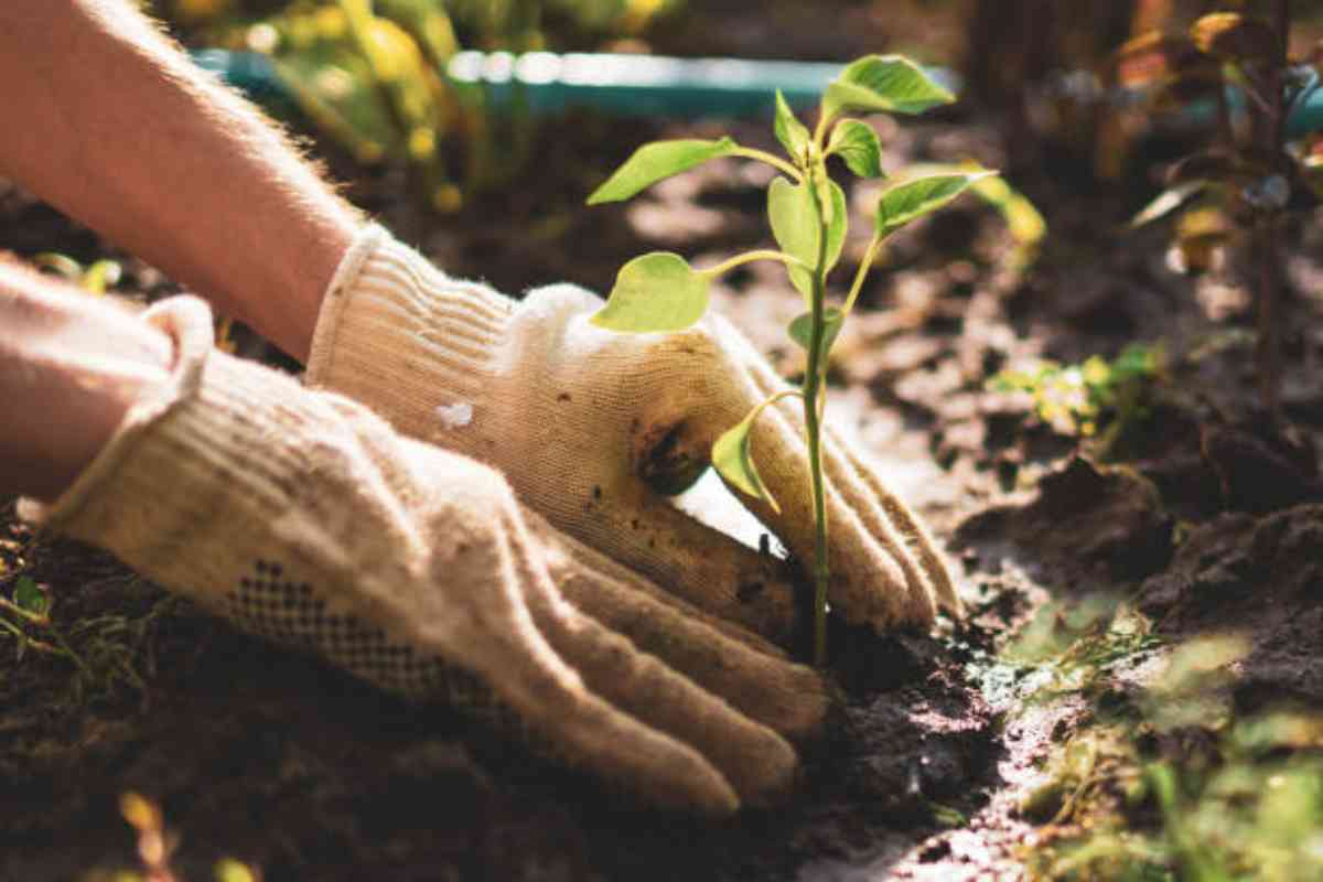 Piante ideali per il tuo giardino