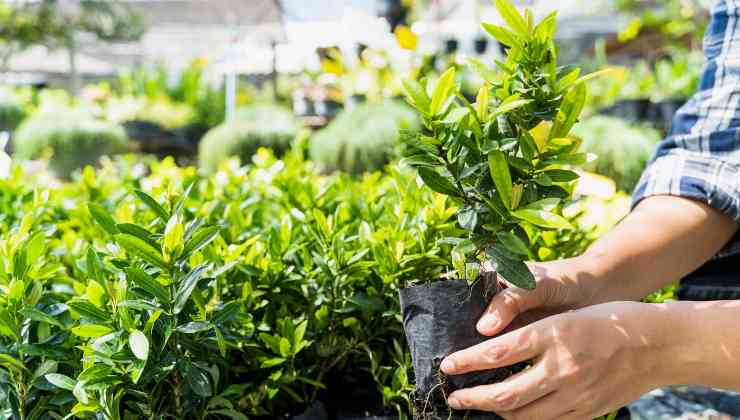 Piante ideali per il tuo giardino