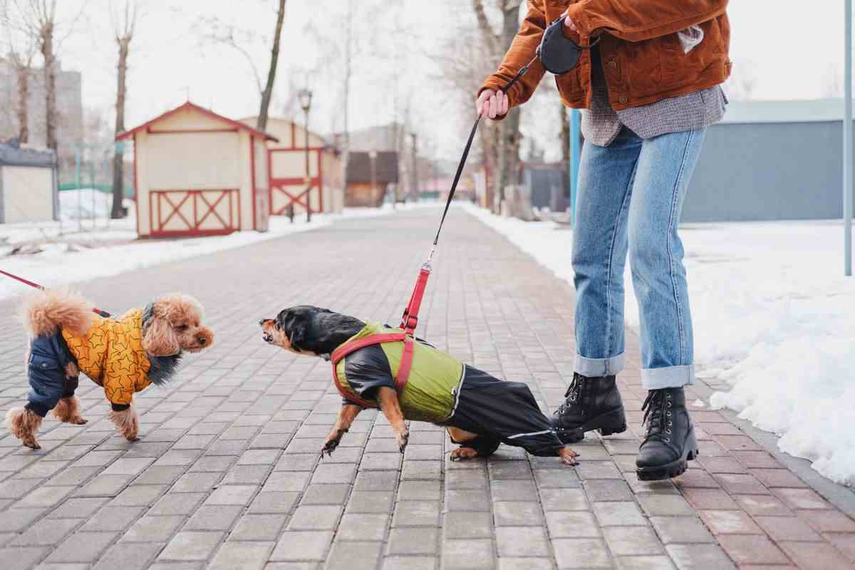 cane aggressivo diritti e doveri padrone