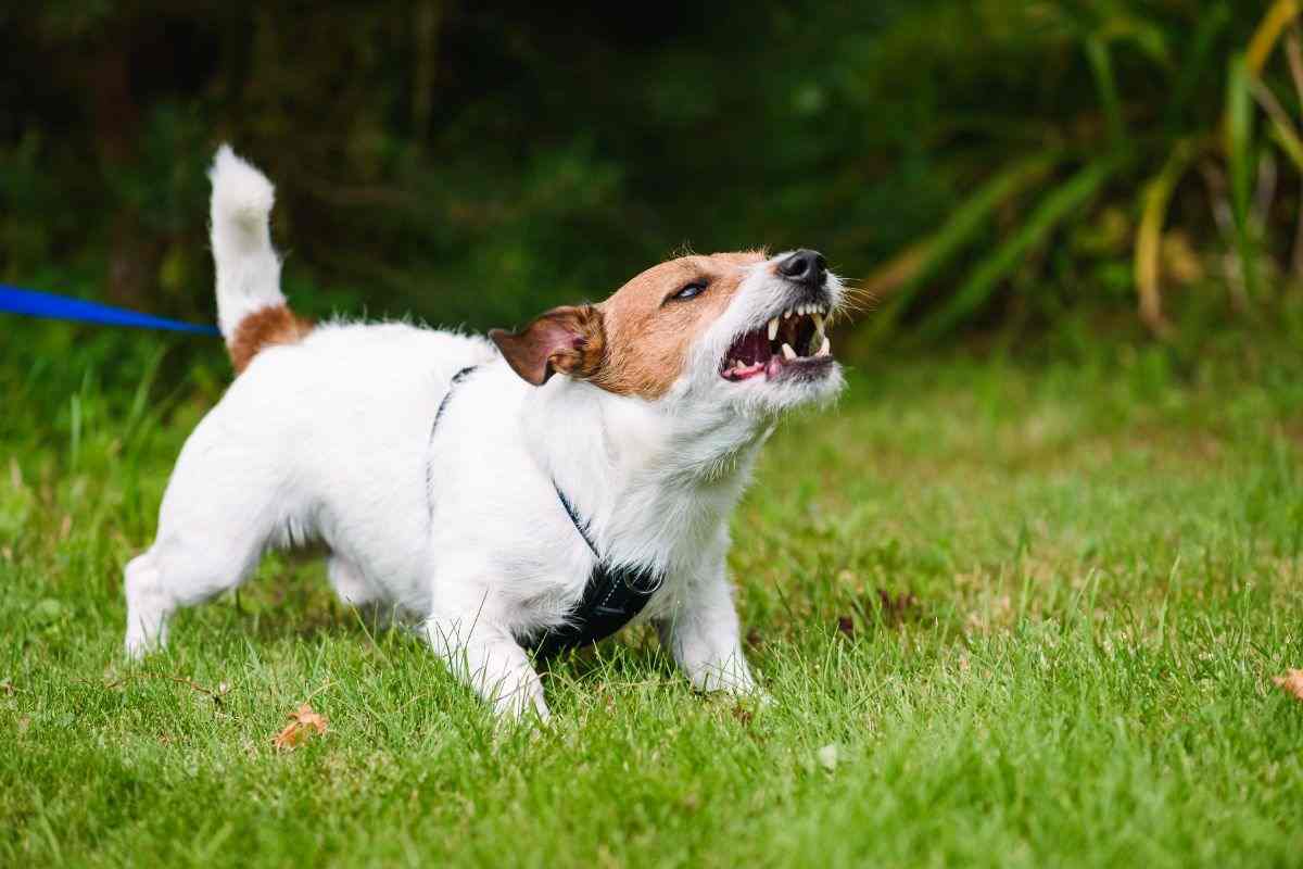 cosa fare se si incontra un cane aggressivo