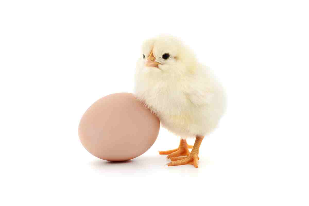 Uovo gallina chi prima ricerca 