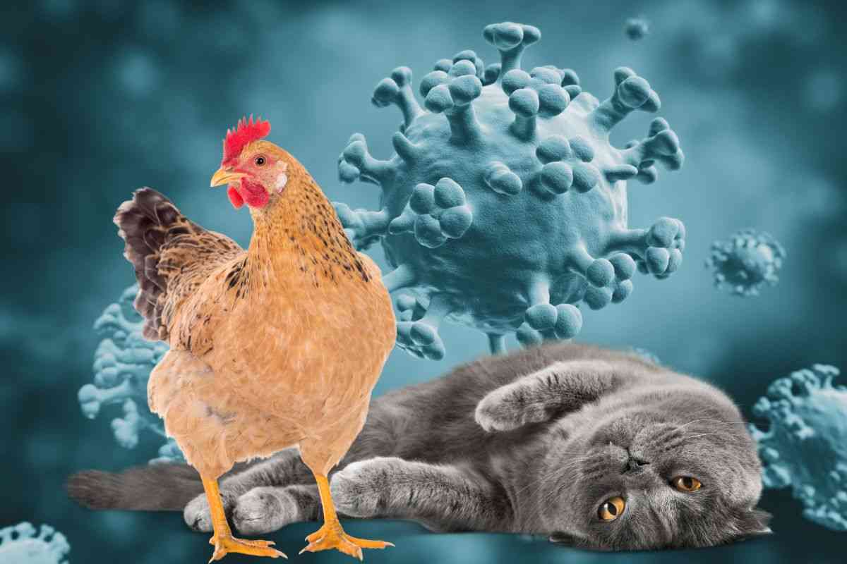 Gatti con l'aviaria: è allarme?