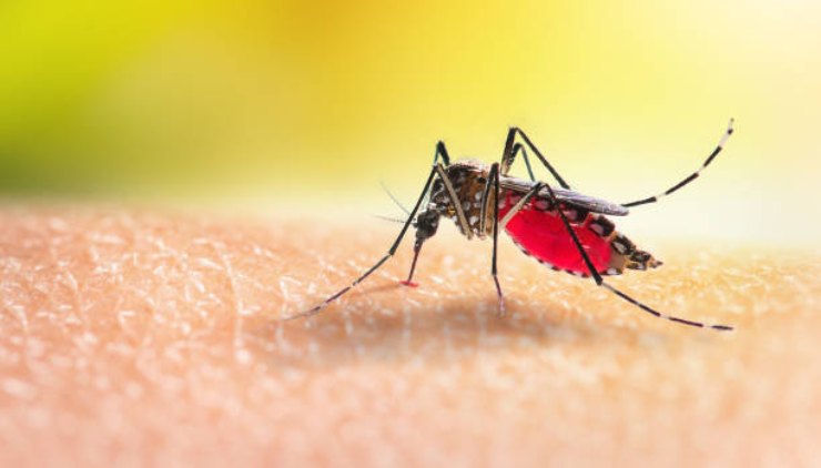 Allerta in Italia per l'arrivo delle nuove zanzare