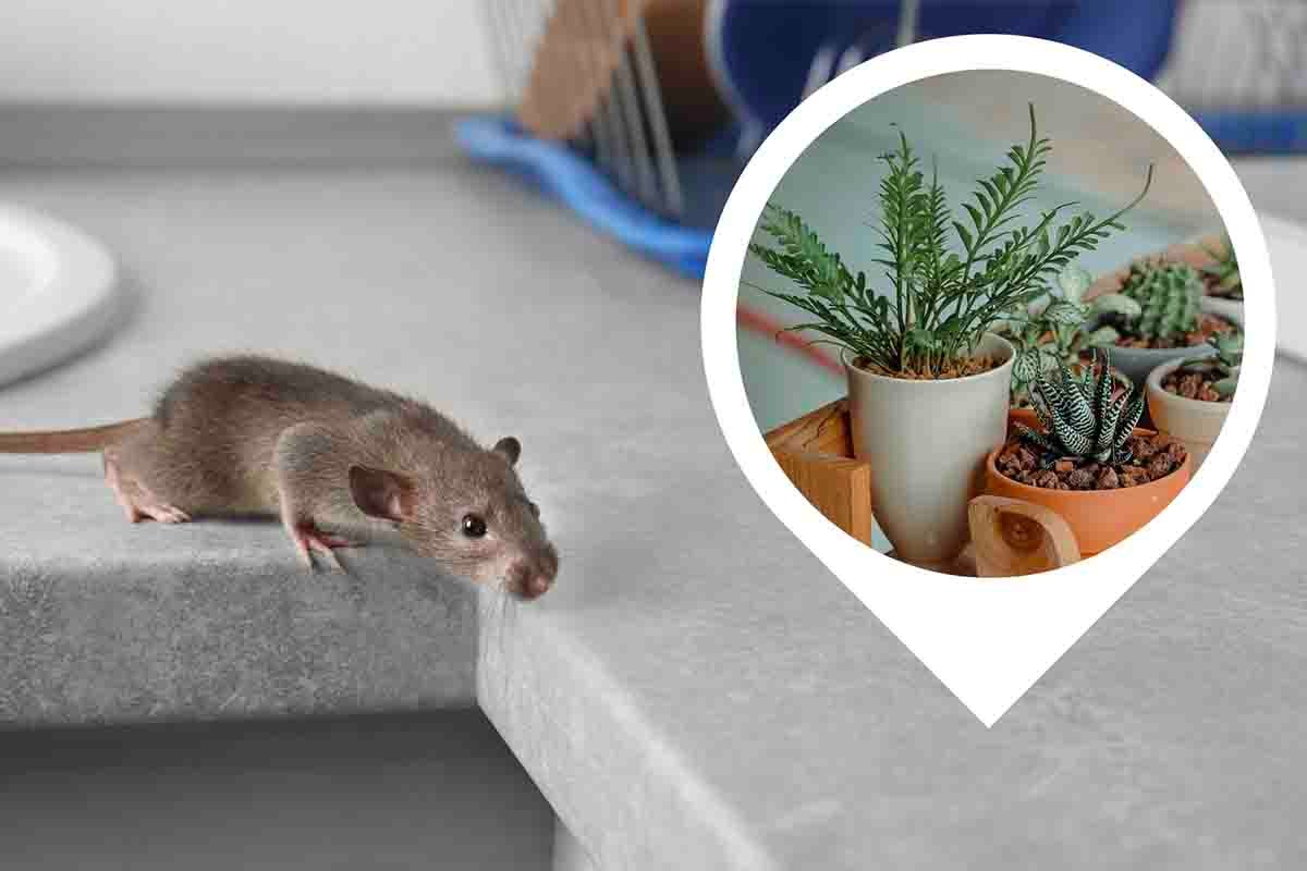 piante per allontanare i topi