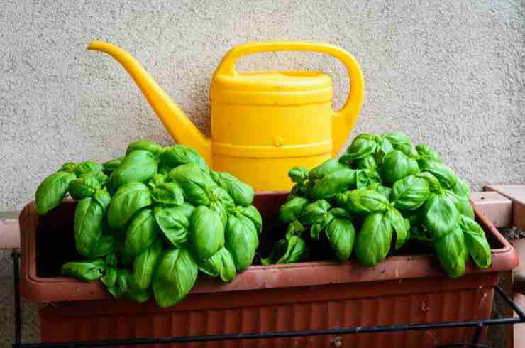 Come realizzare una serra sul balcone