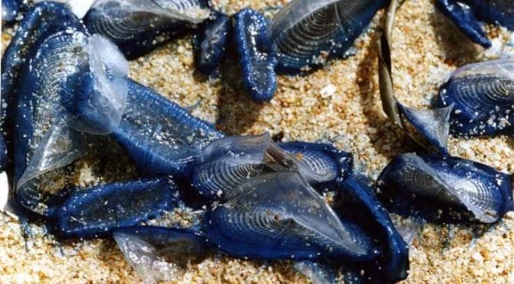 Velella Velella